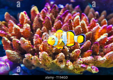 This unique image shows a beautiful clownfish also called nemo. The photo was taken at the Sea Life Aquarium in Bangkok Stock Photo