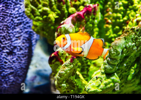 This unique image shows a beautiful clownfish also called nemo. The photo was taken at the Sea Life Aquarium in Bangkok Stock Photo