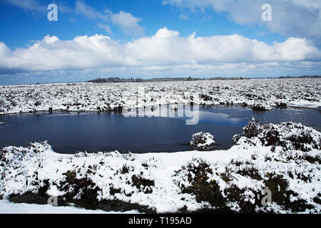 Snow covered heathland and small pools Ocknell Plain New Forest National Park Hampshire England