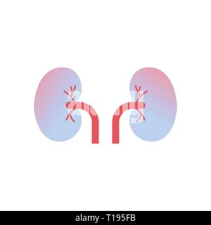 kidneys icon human organ anatomy healthcare medical concept renal system white background Stock Vector