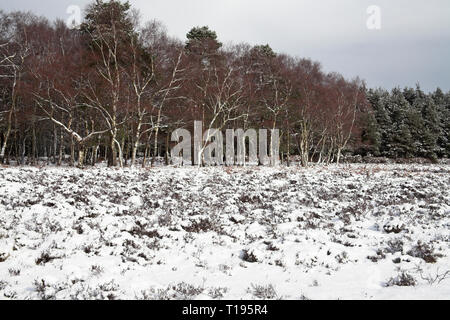 Silver birch Betula pendula and Scots pine Pinus sylvestris trees beyond snow covered heathland Homy Ridge New Forest National Park Hampshire England Stock Photo