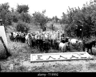 Greek Civil War 1946 - 1949, return of the hostages taken by the Democratic Army from Albania, arrival at the Greek border, 15.6.1962, a farmer with his herd of goats, animals, late sequelae, politics, policy, Greece, people, displaced person, kidnapping, kidnappings, taking of hostage, taking of hostages, liberation, liberations, home coming, homecoming, return home, repatriates, victims of the communist, DSE, Dimokratikos Stratos Elladas, civilian casualties, civilian, civilians, war, wars, 20th century, 1960s, army, armies, hostage, hostages, , Additional-Rights-Clearance-Info-Not-Available Stock Photo