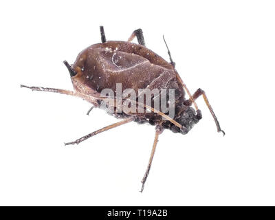 Small aphid, body length about 1.6mm Stock Photo