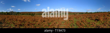 Panorama of heathland, trees and ferns in autumn in New Forest, England. Stock Photo