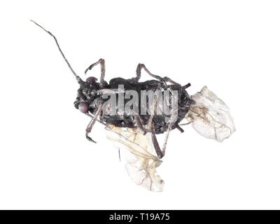 Extreme macro photography (under the microscope) of a winged aphid, found already dead on carrot plant leaves in Washington state, USA Stock Photo