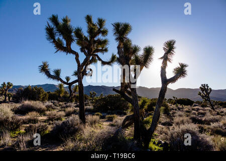 JOSHUA TREE (Yucca brevifolia engelm) in late afternoon light on the road to Keys View Overlook - JOSHUA TREE NATIONAL PARK, CALIFORNIA Stock Photo
