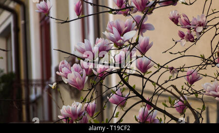 Closeup of magnolia flowers in early spring Stock Photo