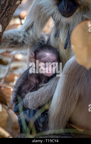 Baby Gray langur (Semnopithecus schistaceus) in India nestled in mother's arms Stock Photo