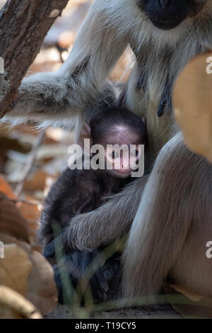 Baby Gray langur (Semnopithecus schistaceus) in India nestled in mother's arms Stock Photo