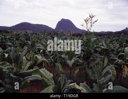 Australia. Queensland. Tobacco plantation with the Glasshouse Mountains in the background. Stock Photo