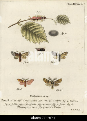 Nut-tree tussock, Colocasia coryli, and plumed prominent, Ptilophora plumigera. Phalaena coryli, Phalaena plumigera. Handcoloured copperplate engraving by Johann Carl Bock from Eugenius Johann Christoph Esperâ€™s Die Schmetterlinge in Abbildungen nach der Natur, Erlangen, 1786. Stock Photo