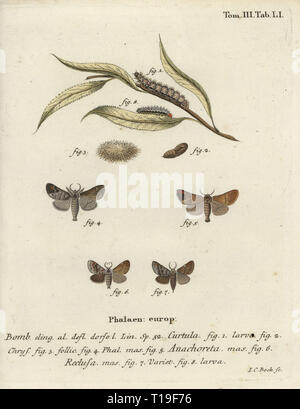 Chocolate-tip moth, Clostera curtula, scare chocolate-tip, Clostera anachoreta, and small chocolate-tip, Clostera pigra. Phalaena curtula, anachoreta, reclusa. Handcoloured copperplate engraving by Johann Carl Bock from Eugenius Johann Christoph Esperâ€™s Die Schmetterlinge in Abbildungen nach der Natur, Erlangen, 1786. Stock Photo