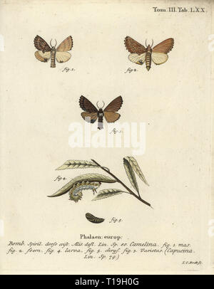 Coxcomb prominent, Ptilodon capucinus 1-5. Phalaena camelina, capucina. Handcoloured copperplate engraving by Johann Carl Bock from Eugenius Johann Christoph Esperâ€™s Die Schmetterlinge in Abbildungen nach der Natur, Erlangen, 1786. Stock Photo