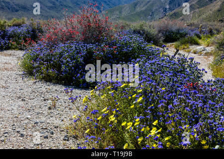 BLUE PHACELIA (Phacelia Distans) & CHUPAROSA (Justicia Californica ...