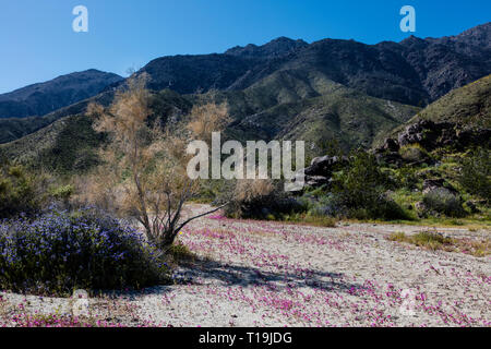 A MESQUITE BUSH & PURPLE MAT (Nama demissum) blooming in a wash in ANZA BORREGO DESERT STATE PARK, CALIFORNIA Stock Photo