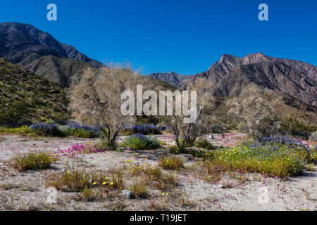 MESQUITE BUSHES & PURPLE MAT (Nama demissum) blooming in a wash in ANZA BORREGO DESERT STATE PARK, CALIFORNIA Stock Photo