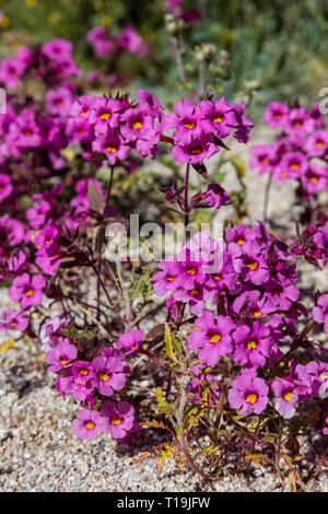 PURPLE MAT (Nama demissum) blooming in a wash in ANZA BORREGO DESERT STATE PARK, CALIFORNIA Stock Photo