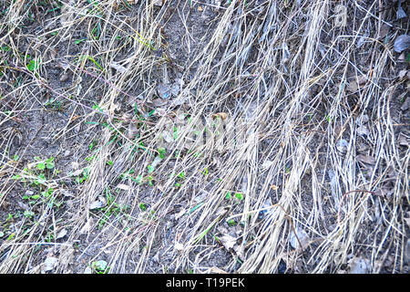 Soil covered dry grass in garden. Stock Photo