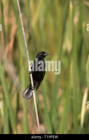 Immature male red-winged blackbird (Agelaius phoeniceus) on reed Stock Photo