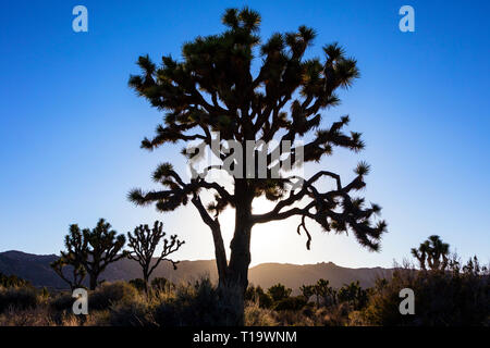 JOSHUA TREES (Yucca brevifolia engelm) backlit in late afternoon sunlight in the HIDDEN VALLEY - JOSHUA TREE NATIONAL PARK, CALIFORNIA Stock Photo