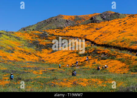 CALIFORINA POPPIES (Eschscholzia californica) cover the hillsides during a super bloom near LAKE ELSINORE, CALIFORNIA Stock Photo