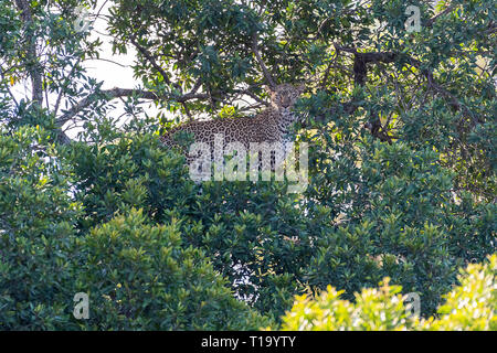 Female leopard resting in tree and looking for male to mate, Maasai Mara Stock Photo