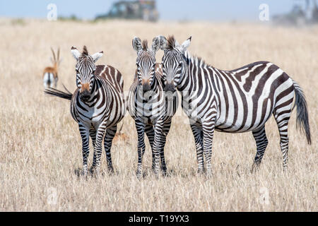 Group of zebras standing in order and feeding grasses in Maasai Mara