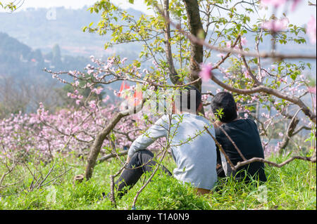 Chengdu, Sichuan province, China - March 20, 2019: Two chinese boys sitting under a tree and enjoying peach blossom trees in spring in LongQuanYi mountains. Stock Photo