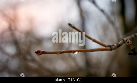 A water drop on a small branch in winter with beautiful orange sky in background Stock Photo