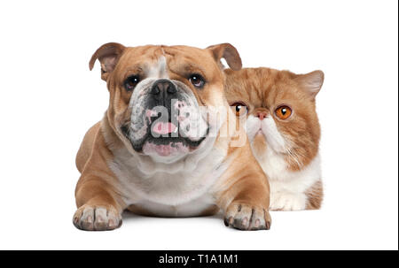 Cat that looks store like a bulldog