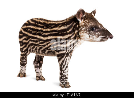 Month old Brazilian tapir standing in front of white background Stock Photo