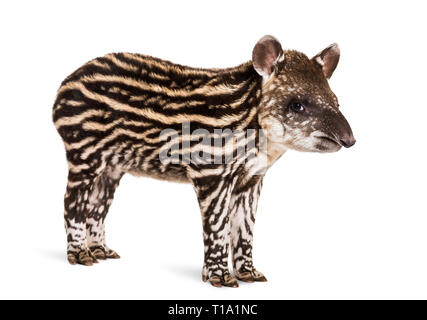 Month old Brazilian tapir standing in front of white background Stock Photo