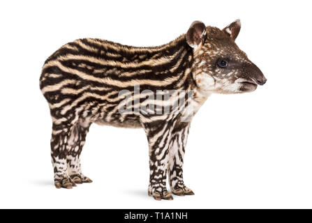 Month old Brazilian tapir standing in front of white background Stock Photo