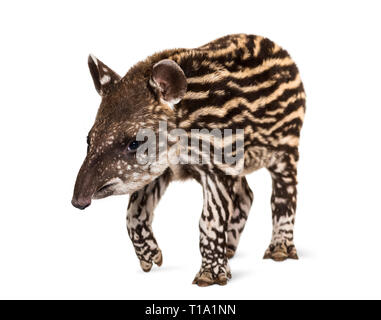 Month old Brazilian tapir standing in front of white background Stock Photo