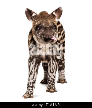 Month old Brazilian tapir looking at camera in front of white background Stock Photo