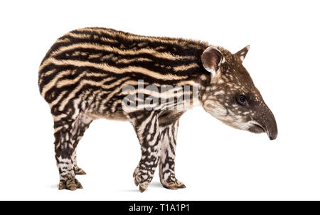 Month old Brazilian tapir standing in front of white background Stock Photo