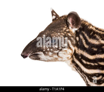 Month old Brazilian tapir looking at camera in front of white background Stock Photo