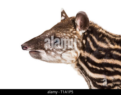 Month old Brazilian tapir in front of white background Stock Photo