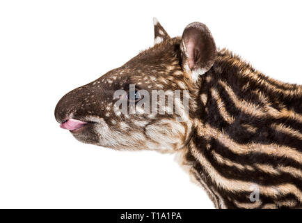 Month old Brazilian tapir in front of white background Stock Photo