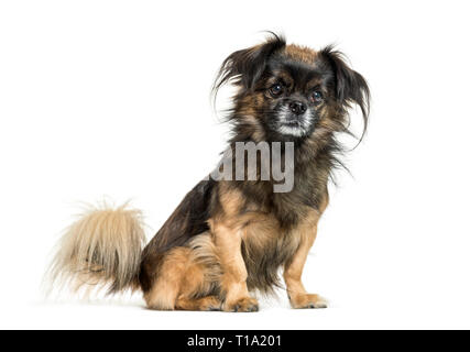 Tibetan spaniel sitting in front of white background Stock Photo