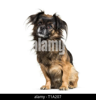 Tibetan spaniel sitting in front of white background Stock Photo