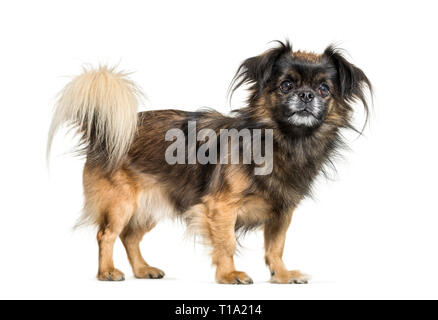 Tibetan spaniel in front of white background Stock Photo