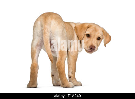 Labrador Retriever, 2 months old, in front of white background Stock Photo
