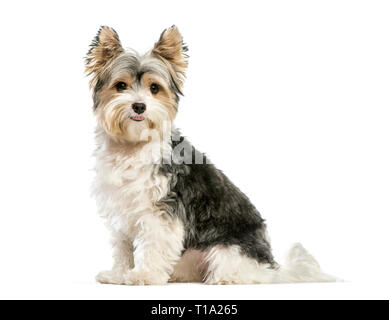 Biewer Yorkshire Terrier, 3 years old, sitting in front of white background Stock Photo