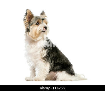 Biewer Yorkshire Terrier, 3 years old, sitting in front of white background Stock Photo