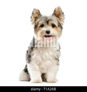 Biewer Yorkshire Terrier, 3 years old, sitting in front of white background Stock Photo