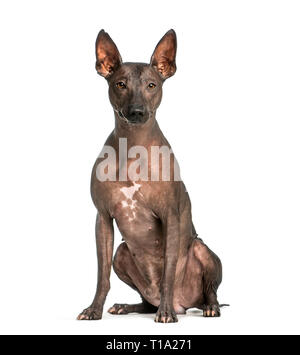 Peruvian Hairless Dog, 3 years old, sitting in front of white background Stock Photo