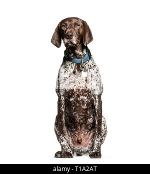 German Shorthaired Pointer, 6 years old, sitting in front of white background Stock Photo