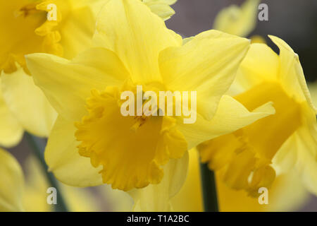 A beautiful group of Narcissus 'King Alfred' Daffodil, taken in close up, growing outdoors in the spring. Bright Yellow backgrounds Stock Photo