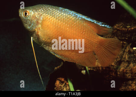 Dwarf gourami (Trichogaster lalius, formerly Colisa lalia) red neon var. Stock Photo